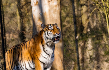 Ein Portrait von einem Tiger