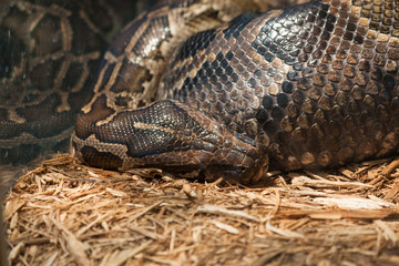 Resting Boa Constrictor in an Enclosure