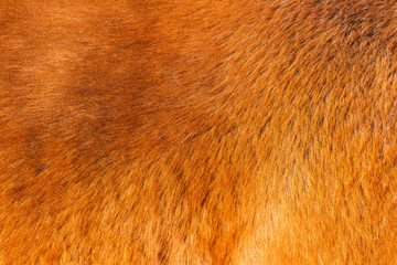 Texture of red horse's fur in the sun
