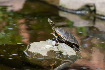 Small Painted Turtle on a Rock