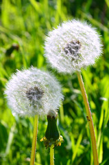 two florets of a dandelion with fluffy ripened seeds