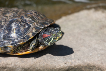 Red Eared Slider Turtle