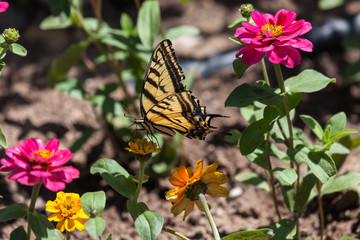 Old World Swallowtail Butterfly