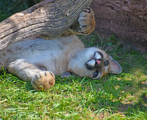 Naklejka premium Mountain Lion Resting