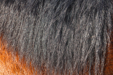 Black horse mane in the sun close-up. Can be used as a texture for decoration.