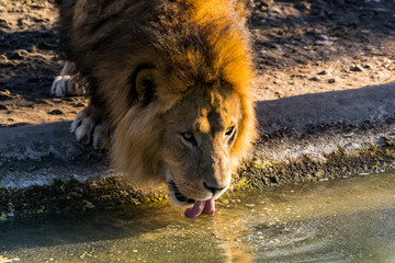 Ein Löwe trinkt aus einem Teich