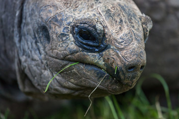 Giant Tortoise Face