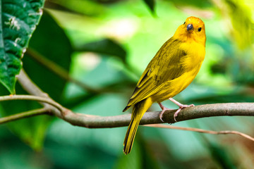 Yellow finch on branch 