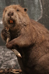 Beaver