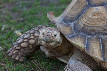 African Spurred Tortoise