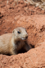 Cute Little Prairie Dog