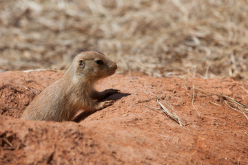 Baby Prairie Dog