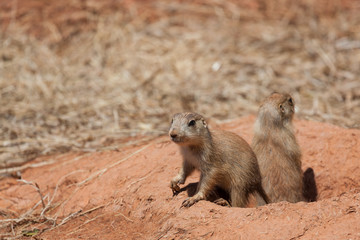 Two Prairie Dogs by a Tunnel