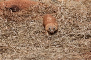 Old Prairie Dog