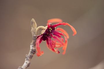 Witchhazel flower in the winter
