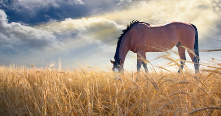 Horse grazing in field