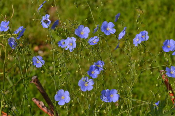 Flax flowers in a green garden