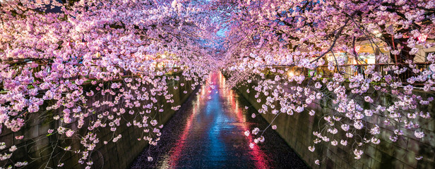 Kirschblüte im Frühling bei Nacht in Nakameguro, Tokio, Japan