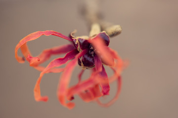 Witchhazel flower in the winter