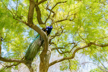 Peacock sitting on a branch