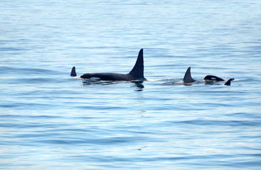 Pod of Orca Killer whale swimming, with a small baby calf whale following at the back, Victoria, Canada
