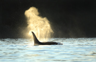 Orca Killer whale blowing with a dark backdrop. Evening silhouette