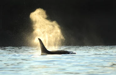 Fototapete Orca Orca Killerwal weht vor dunklem Hintergrund. Abendschattenbild