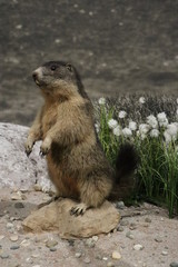 Marmot