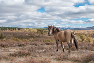 Tarpan horse in the spanish mountains  © Wildpix imagery