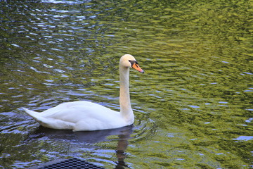 A lone white Swan in a city pond with blue green water floats on blue green water with its head held high