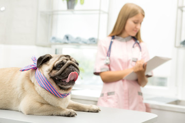 Young veterinarian examining a pug