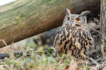 European eagle owl