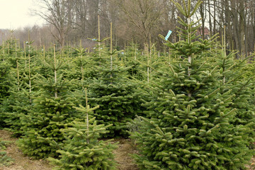 Plant nursery - Christmas trees.