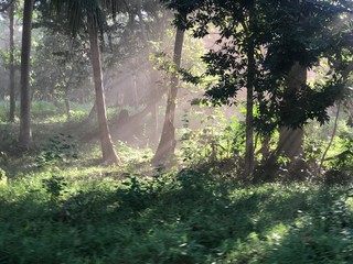 Outstanding picturesque shot of morning sunrise in jungle. Beautiful picture of rays of light coming down through smoke of burning forest. Authentic image of natural tropic scenery.