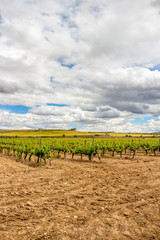 Fototapeta na wymiar Scenic overcast agricultural landscape with vineyards in Navarre, Spain near Viana