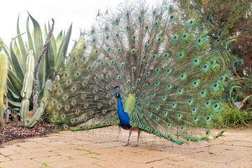 Obraz premium Male peacock showing it's color fan