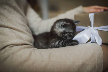 Woman holding a small kitten on the knees and present