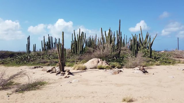 Palm Beach, Aruba - December 17, 2018: Field of tall Kadushi Cacti swaying  in the wind with a deep blue sky with white puffy clouds in the background