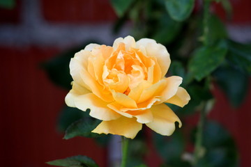Bright yellow rose with fully open thick layered petals with dark green leaves and brick wall in background of local garden on warm sunny day