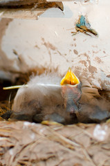 small newly hatched swallow Chicks in the nest