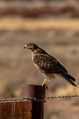 bird of prey