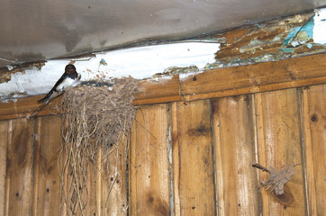 nest of swallows, inside the old house on the wall