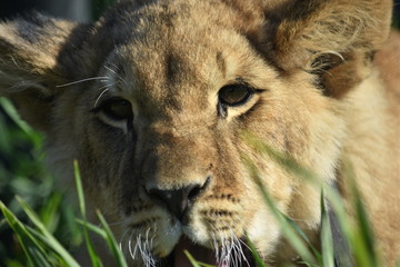 León salvaje de la sabana Africana