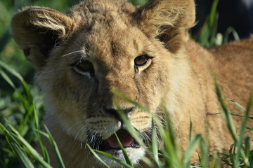 León salvaje de la sabana africana