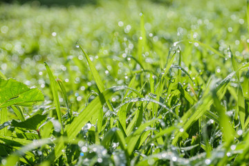 Close up of a grass field with water drops