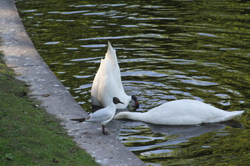Two white swans.One of them plunged his head deep in the water and only the tail visible above the water