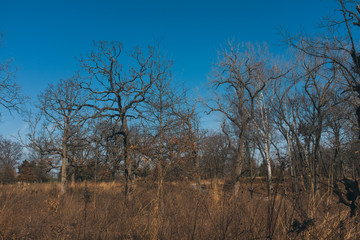 tree in the field