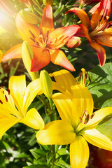 Fototapeta premium View of bright lily flowering in the garden. Close up of lily flowers