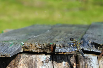 Dragonfly sits on a wooden bench in the background of trees