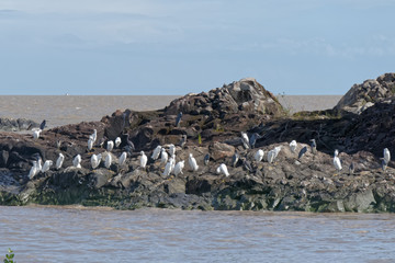 Rassemblement d'aigrettes neigeuses et d'aigrettes tricolores sur un rocher à marée basse de l'océan en Guyane française